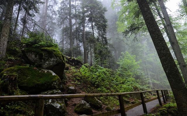 fairy-tale forests in Germany